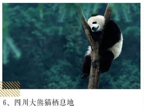 四川大熊猫